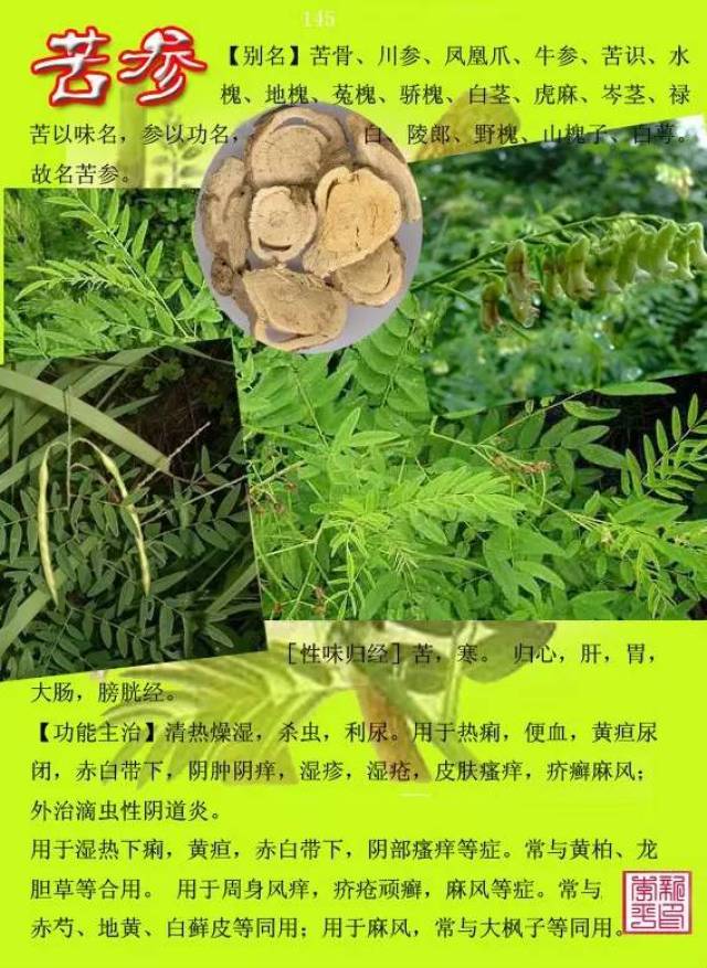 中草药图谱